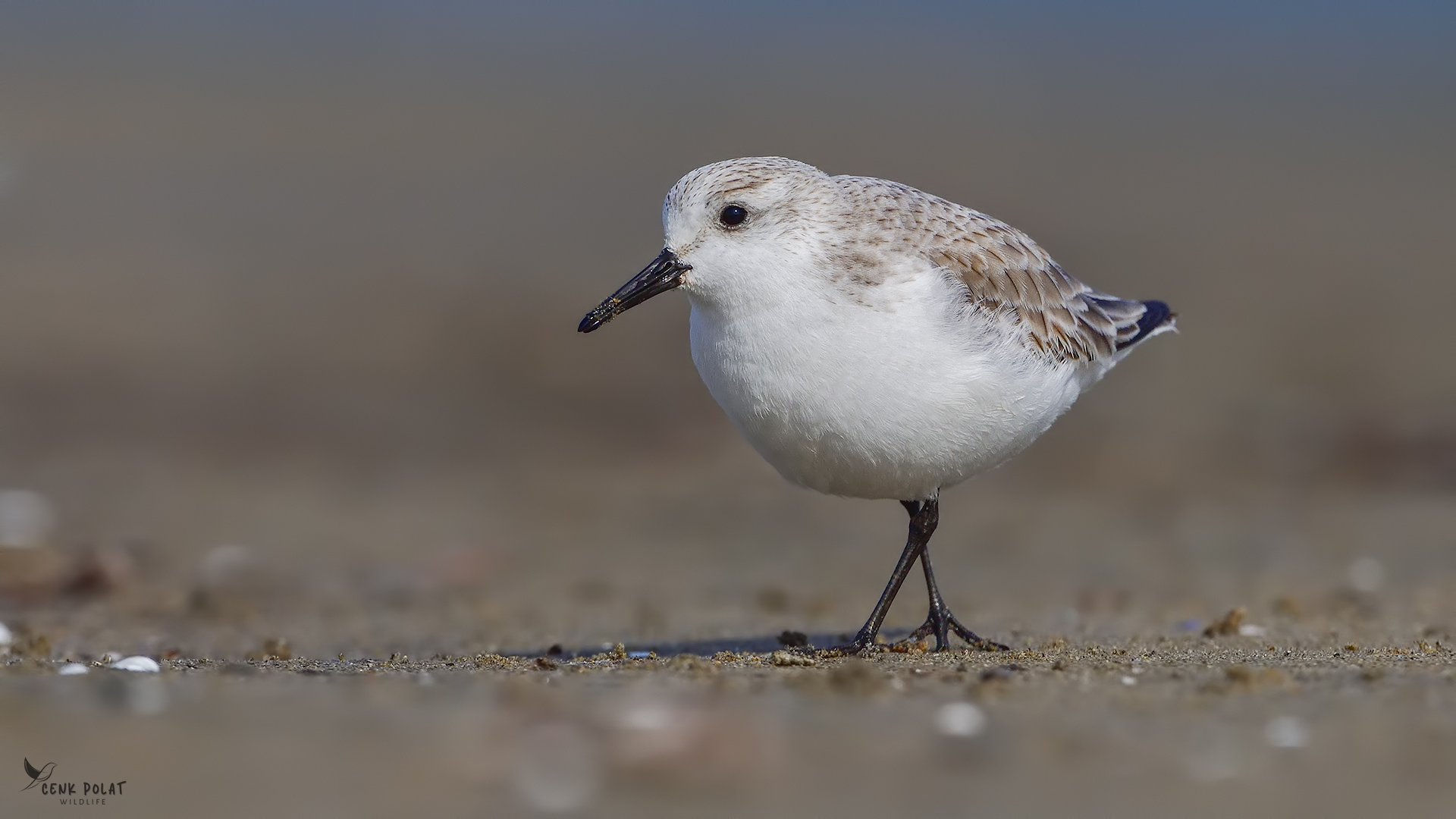 Sanderling
